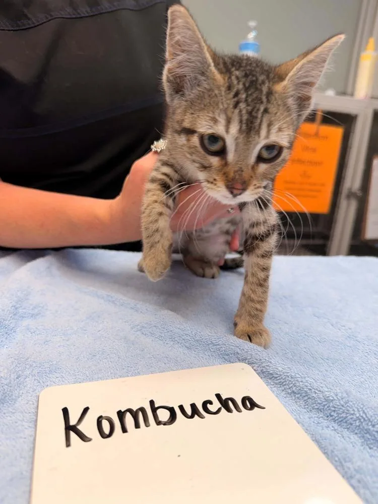 A baby small-sized female Brown / Chocolate Domestic Short Hair cat named Kombucha for adoption in Vancouver, WA