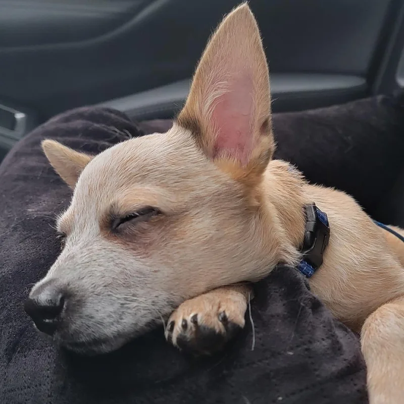 A baby medium-sized male Red / Chestnut / Orange Cattle Dog dog named Wyatt for adoption in Jacksonville Beach, FL