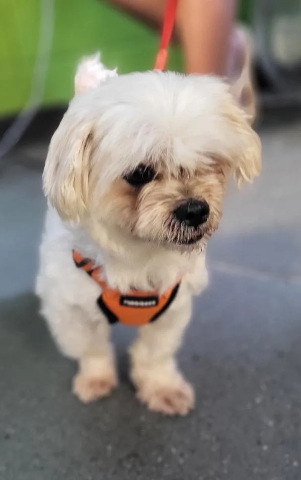An adult small-sized male Shih Tzu dog named Pen Velveeta for adoption in Lawrenceville, GA