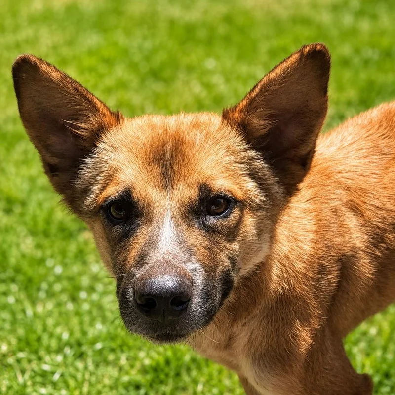 A young small-sized female Golden Mixed Breed dog named Foxy for adoption in Tunica, MS