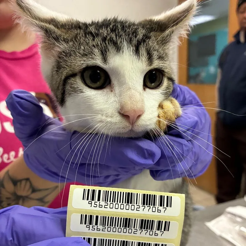 A baby small-sized male Domestic Medium Hair cat named Hallow for adoption in Charleston, WV