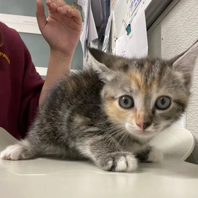 A baby medium-sized female Domestic Short Hair cat named Zuppa Toscana for adoption in Fall River, MA