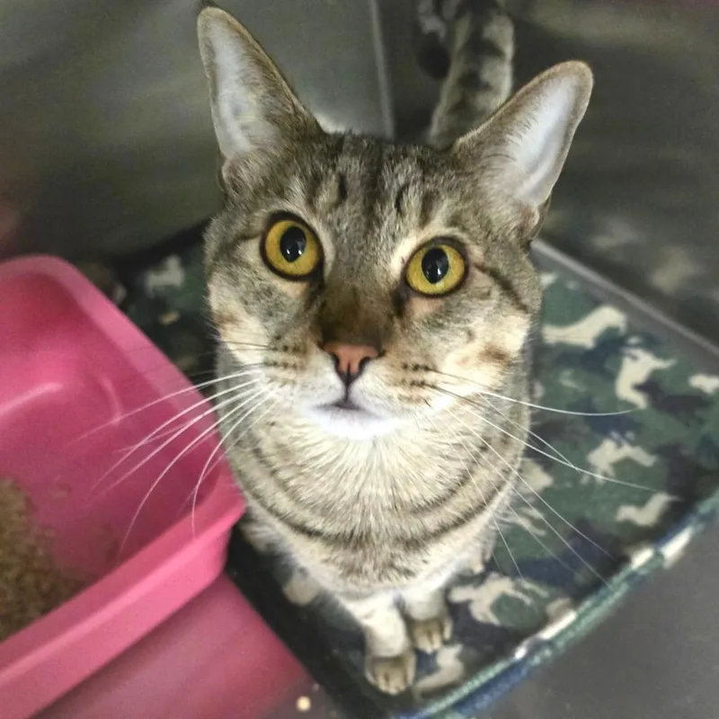 An adult large-sized male Brown / Chocolate Domestic Short Hair cat named Bruno for adoption in Spokane, WA