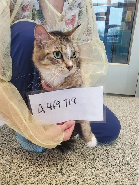 An adult small-sized female Domestic Short Hair cat named Katty for adoption in Boston, MA