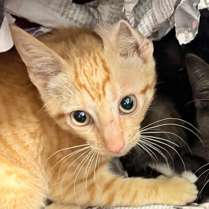 A baby small-sized male Orange / Red Domestic Short Hair cat named Toby for adoption in Dover, NH