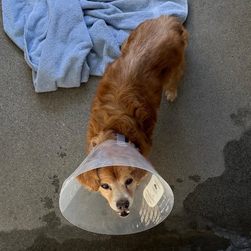 A senior small-sized male Brown / Chocolate Cocker Spaniel dog named Dudley A for adoption in Mission Hills, CA