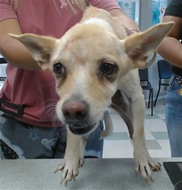 An adult small-sized male Chihuahua dog named A for adoption in Oklahoma City, OK