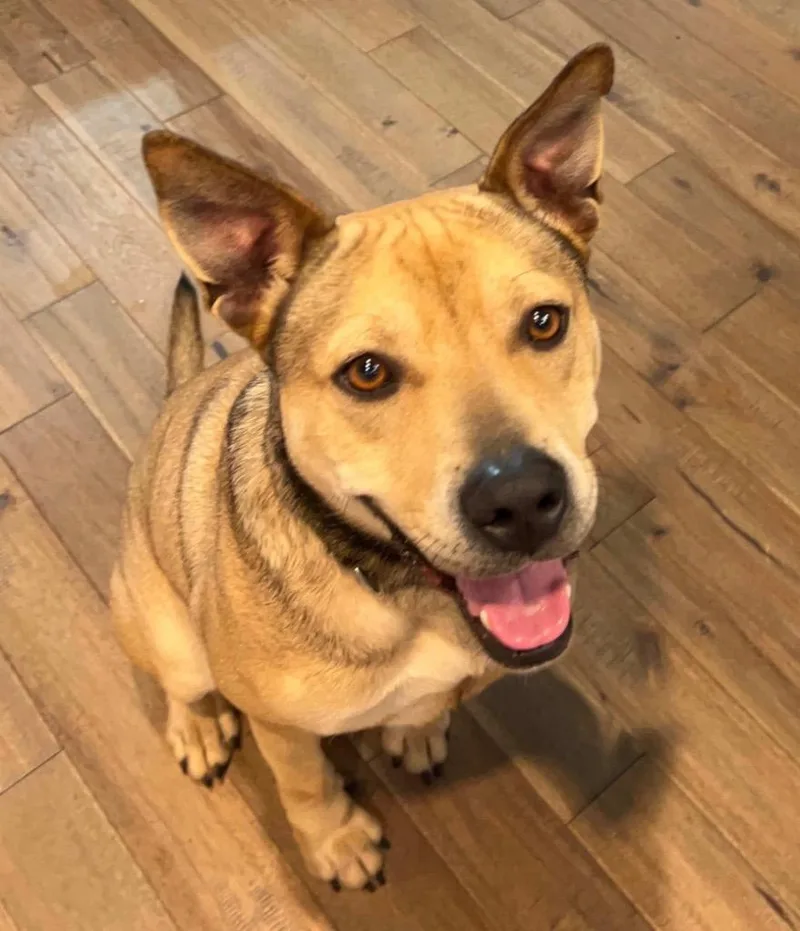 A young medium-sized male Mixed Breed dog named Ram for adoption in Sharpsburg, GA