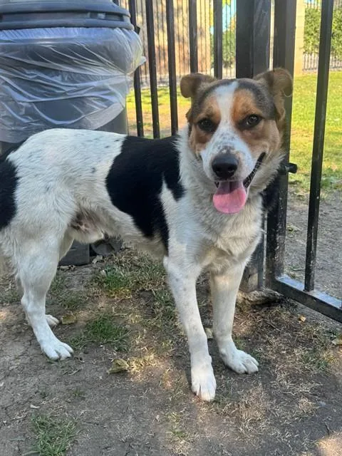 An adult medium-sized male Border Collie dog named Pinky for adoption in Riverside, CA