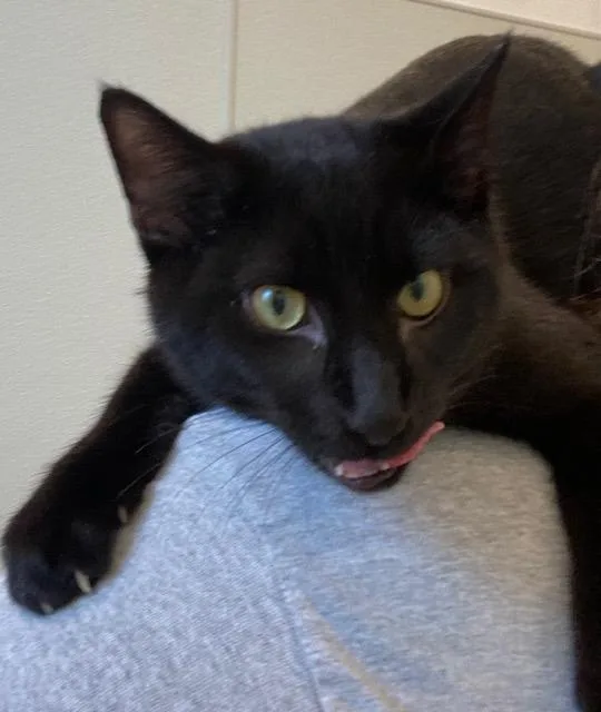 Wolverine thumbnail 2