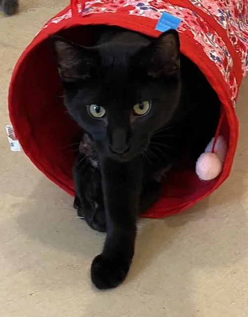 Wolverine thumbnail 3