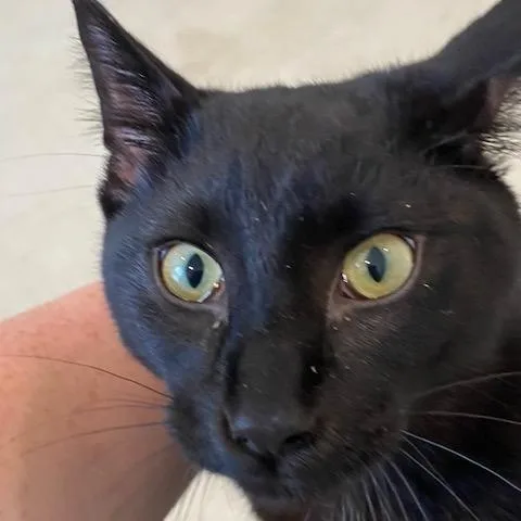 Wolverine thumbnail 4