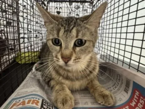 An adult small-sized female Domestic Short Hair cat named Chia for adoption in San Pedro, CA
