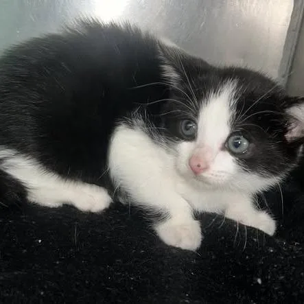A baby small-sized female Black Domestic Short Hair cat named Solstice for adoption in Redwood City, CA