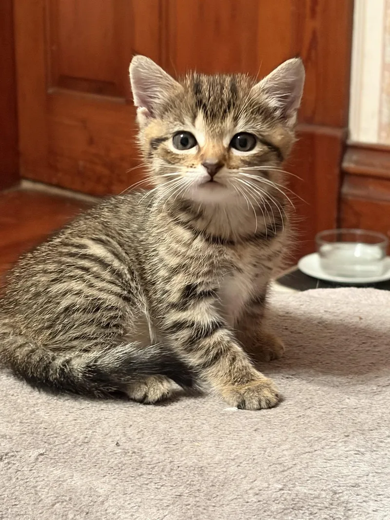 A baby medium-sized female Tabby cat named Lucy for adoption in Decorah, IA