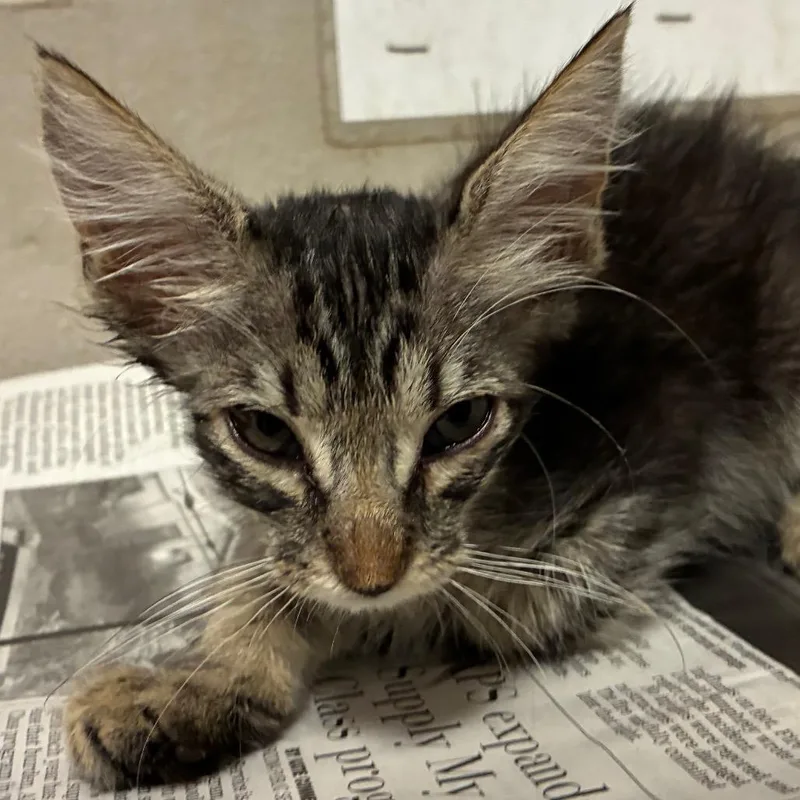 A baby small-sized male Gray / Blue / Silver Domestic Short Hair cat named Peaches for adoption in Yuma, AZ