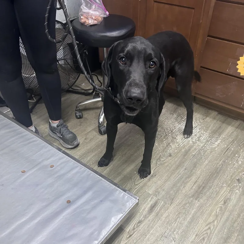 A young medium-sized male Black Black Labrador Retriever dog named Maximo for adoption in Summerville, SC