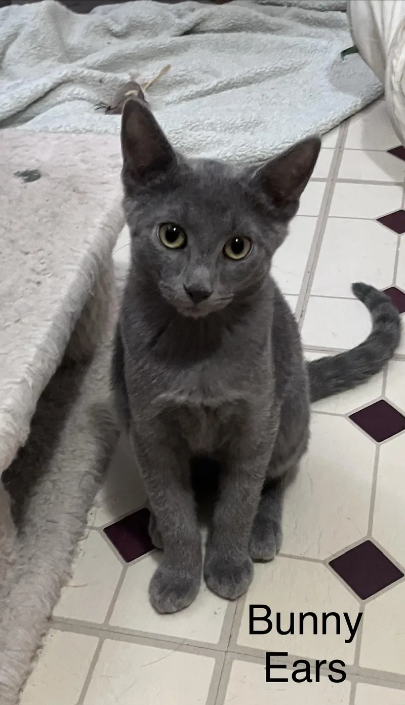 A baby small-sized male Gray / Blue / Silver Domestic Short Hair cat named Bunny Ears for adoption in Highland, IN
