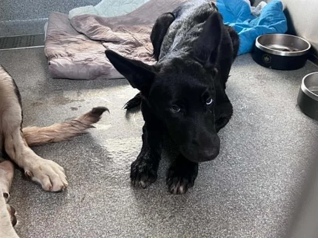 A baby small-sized female German Shepherd Dog dog named Daya for adoption in Tustin, CA