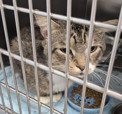 A young large-sized male Domestic Medium Hair cat named Lowell for adoption in Decatur, IL