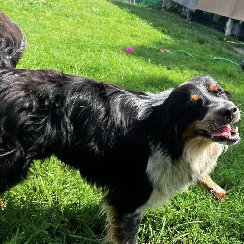 An adult medium-sized male Black Australian Shepherd dog named CT Solstice for adoption in Eastford, CT
