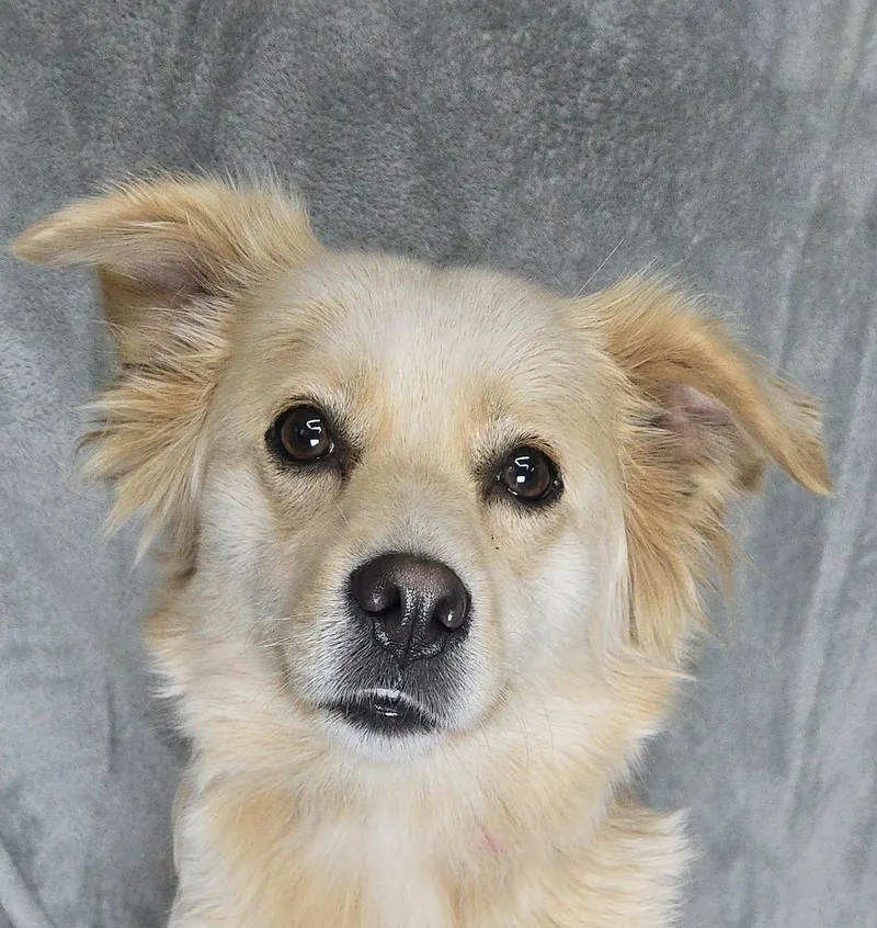A young medium-sized female Yellow / Tan / Blond / Fawn Retriever dog named Jersey for adoption in Newport, TN