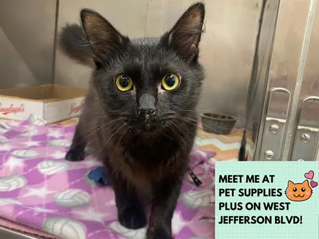 A young small-sized male Domestic Medium Hair cat named Vader for adoption in Fort Wayne, IN