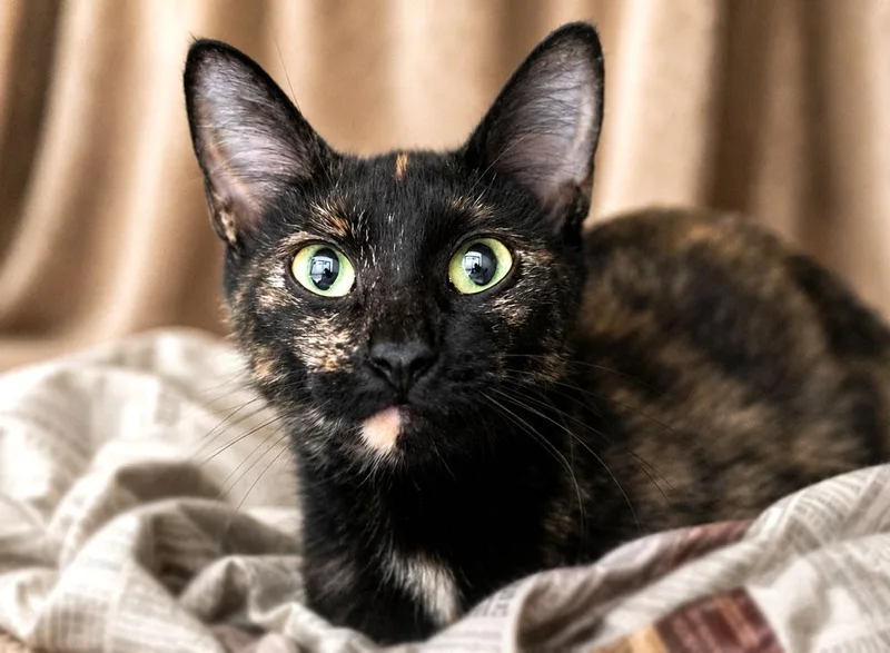 An adult medium-sized female Calico cat named June for adoption in Monroe, GA