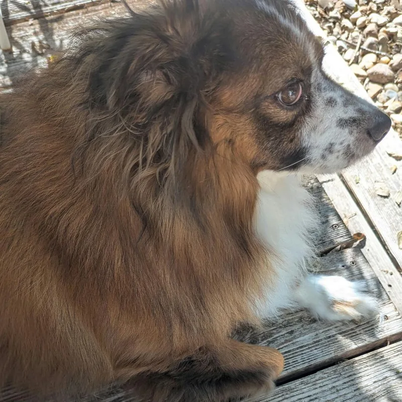 Dorothy Emerald thumbnail 2