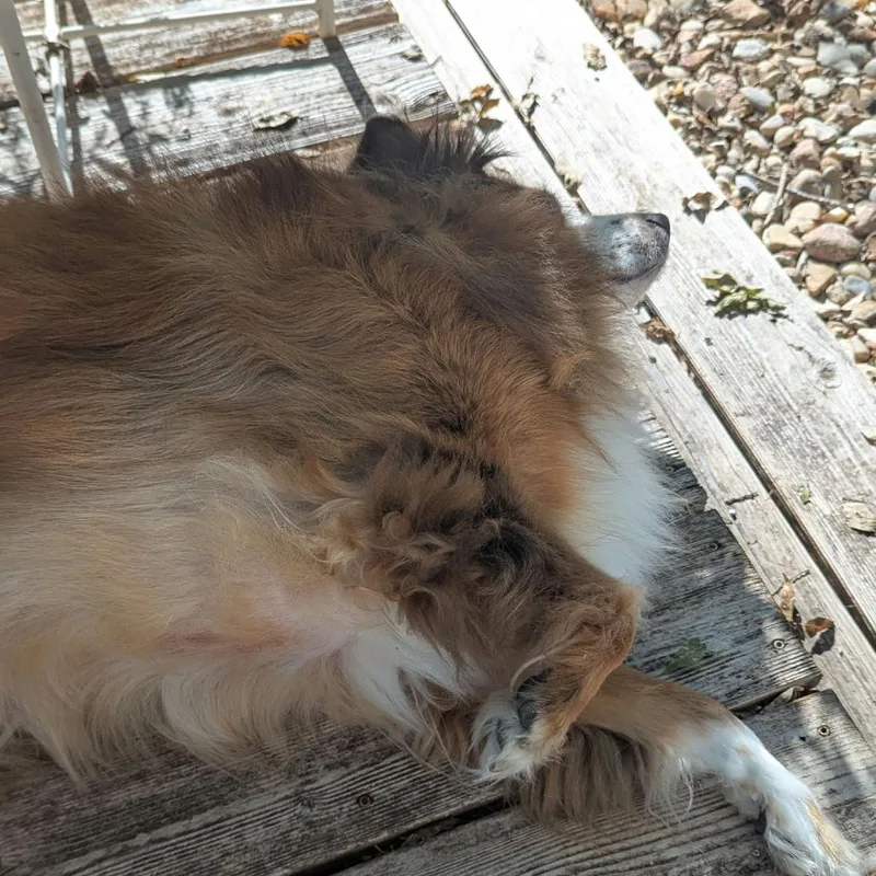 Dorothy Emerald thumbnail 5