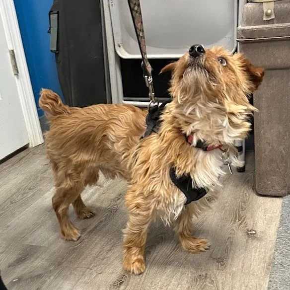 An adult small-sized male Golden Yorkshire Terrier dog named Bentley for adoption in Stanhope, NJ