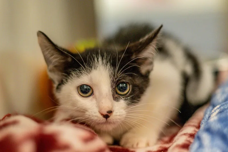 A young small-sized male Black & White / Tuxedo Domestic Short Hair cat named Honda for adoption in Hilton Head Island, SC