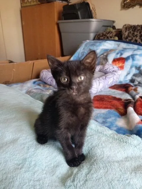 A baby medium-sized male Domestic Short Hair cat named Jinxy for adoption in San Antonio, TX