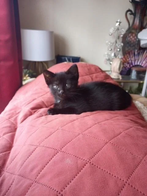 Jinxy thumbnail 3