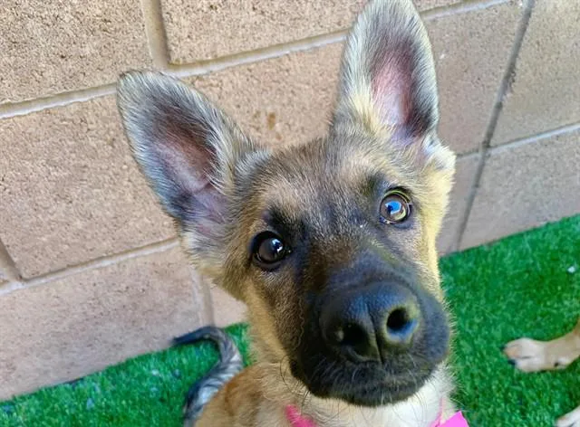 A baby medium-sized female Yellow / Tan / Blond / Fawn German Shepherd Dog dog named Save Me Please Bonnie for adoption in San Marcos, CA