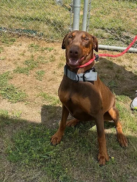 A young large-sized female Doberman Pinscher dog named Stella for adoption in Pasadena, TX