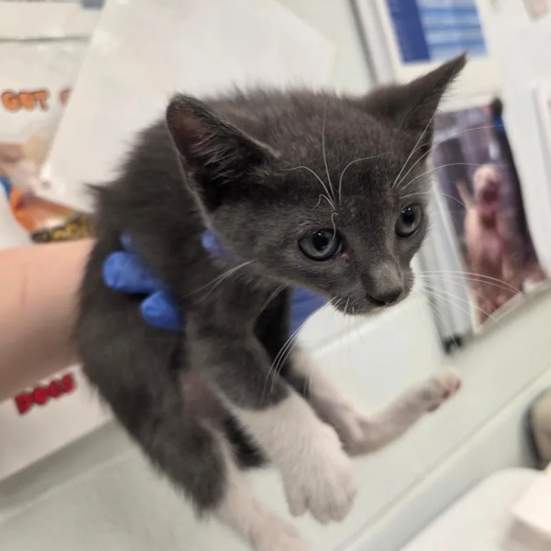 A baby small-sized male Gray / Blue / Silver Domestic Short Hair cat named Biscuit Bulldog for adoption in Chattanooga, TN