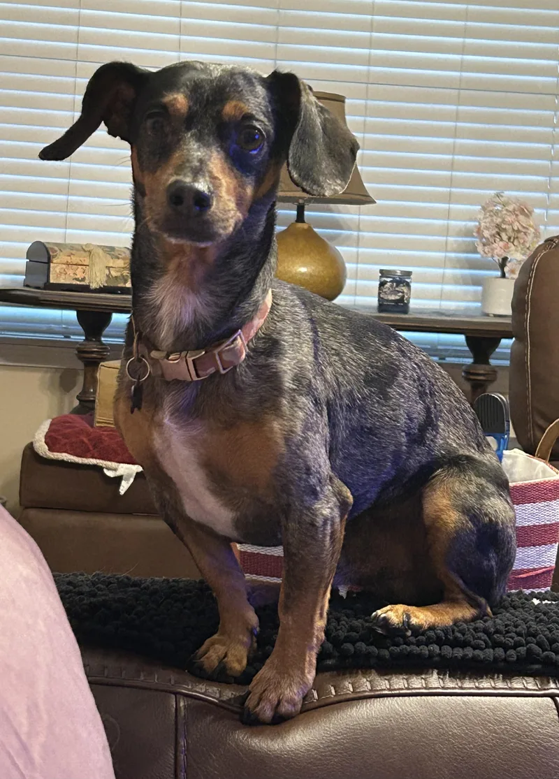 An adult small-sized female Black Dachshund dog named Oscar for adoption in Chalmette, LA