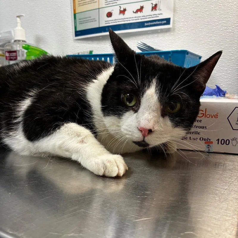 A senior large-sized female Domestic Short Hair cat named Raven for adoption in Tulsa, OK