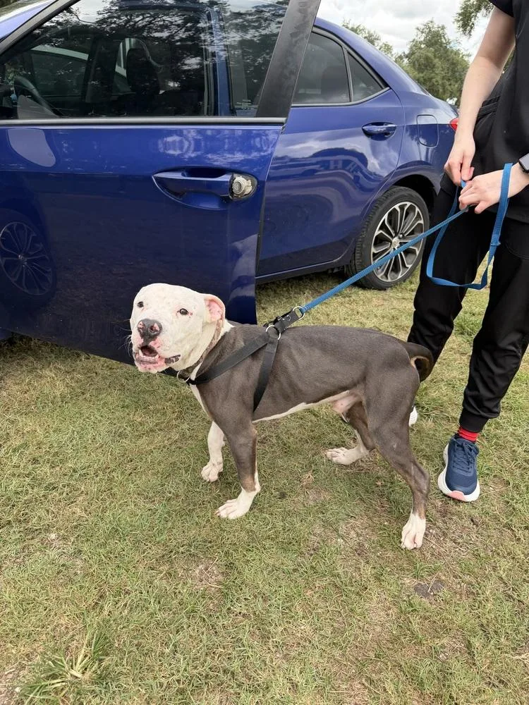 A young medium-sized male American Bulldog dog named Pawl for adoption in Lakeland, FL