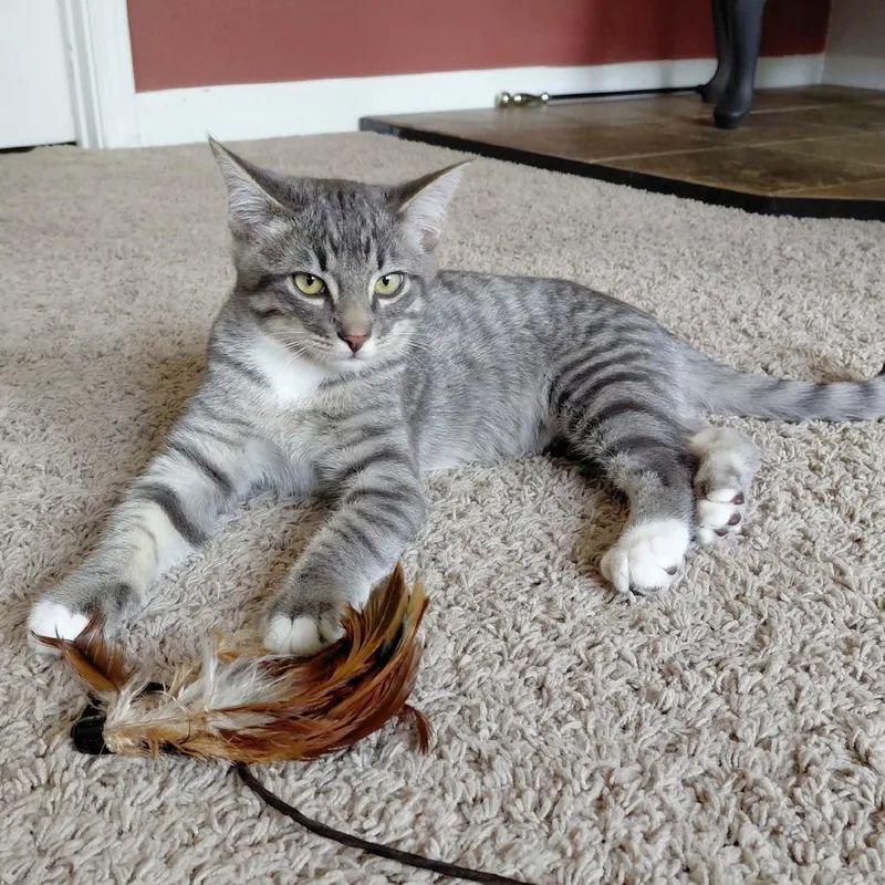 Cayenne