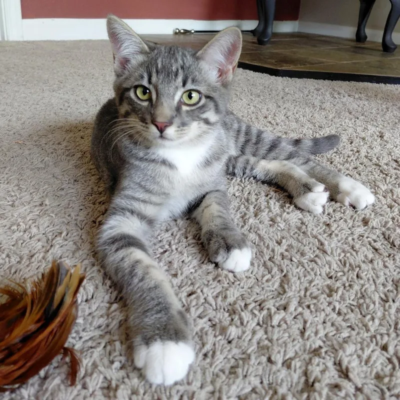 Cayenne thumbnail 2
