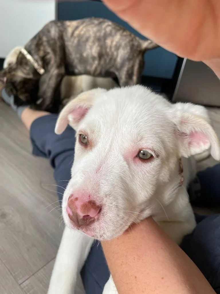 A baby medium-sized female Cattle Dog dog named Marcelline for adoption in Fort Lupton, CO