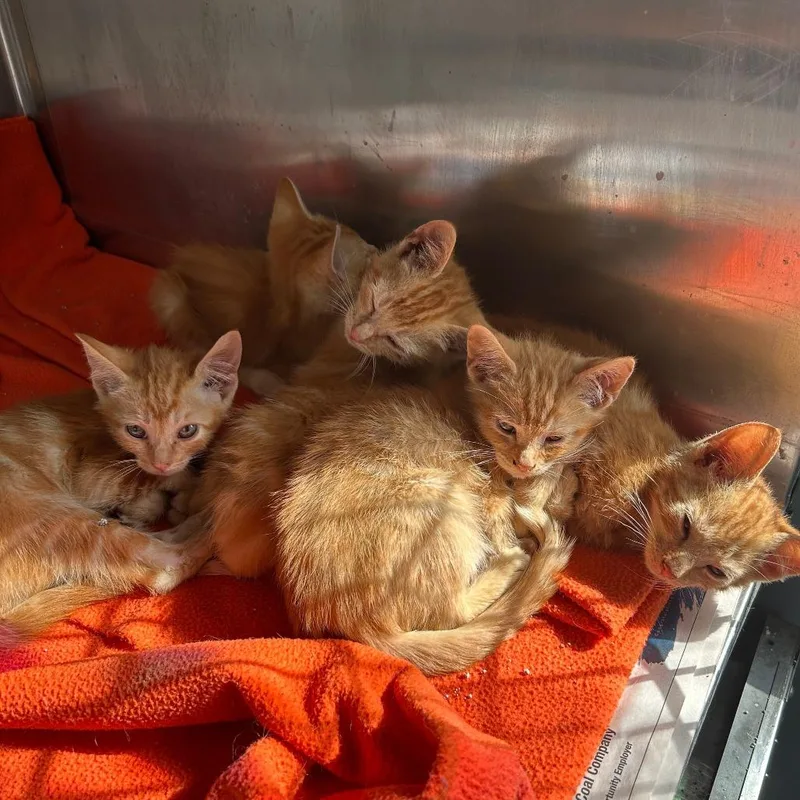 Macaroni thumbnail 2