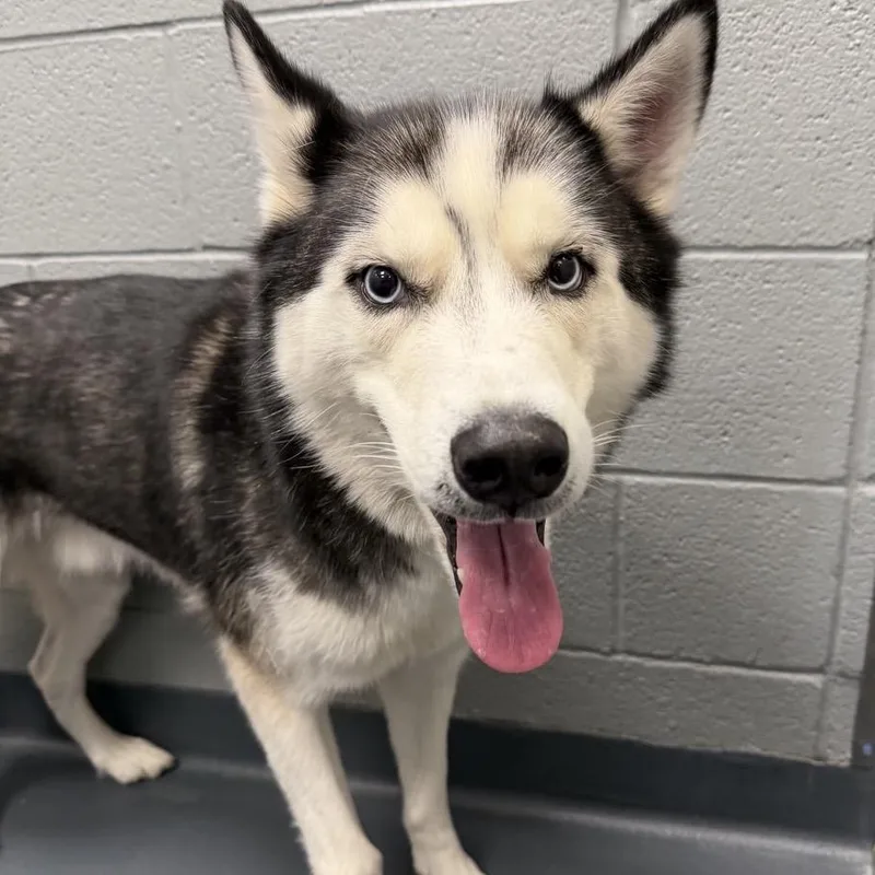 A senior medium-sized male White / Cream Siberian Husky dog named Yayo Searsoss for adoption in Allentown, PA