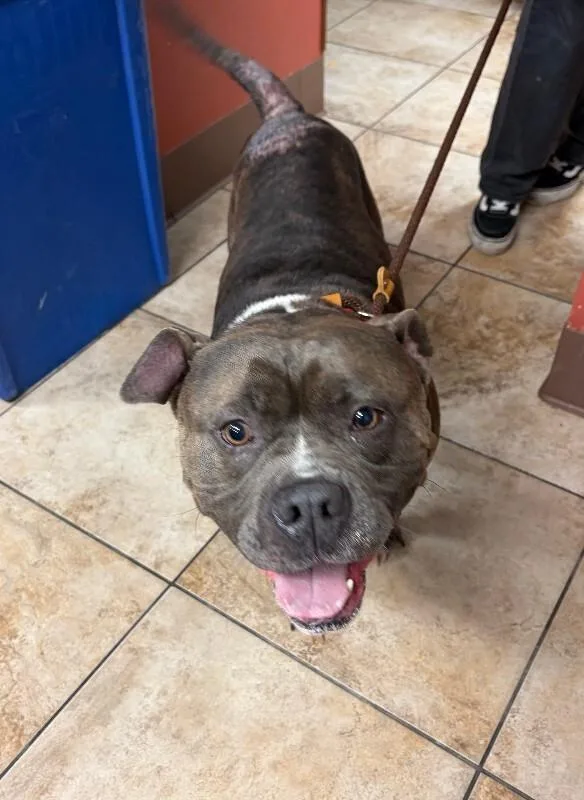 An adult large-sized male Brown / Chocolate Mixed Breed dog named Gary for adoption in Cincinnati, OH