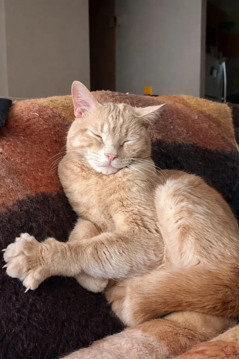 An adult medium-sized male Orange / Red Domestic Short Hair cat named Patrick for adoption in Laramie, WY