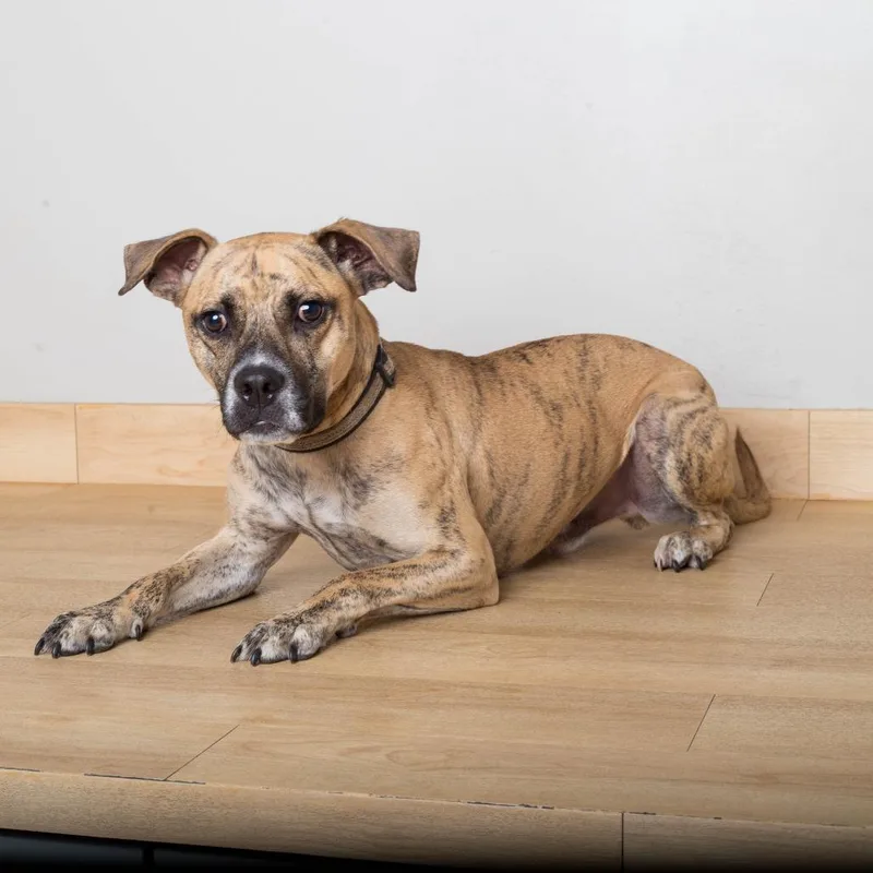 A young medium-sized male Boxer dog named Theo D for adoption in Minnetonka, MN