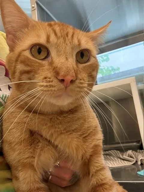 An adult large-sized male Domestic Short Hair cat named Pretzel for adoption in Brighton, CO