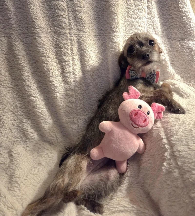 A young small-sized female Brown / Chocolate Chihuahua dog named Brenda for adoption in Oakdale, CA